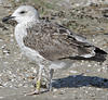 2cy LBBG in August, ringed in the Netherlands. (54795 bytes)