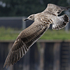 juvenile LBBG, ringed in the Netherlands.