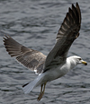 juvenile LBBG in October, ringed in Norway. (131273 bytes)