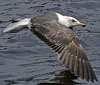 juvenile LBBG in October, ringed in Norway. (131273 bytes)