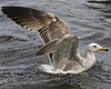 juvenile LBBG in October, ringed in Norway. (131273 bytes)