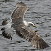 juvenile LBBG in October, ringed in Norway. (131273 bytes)
