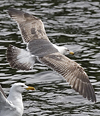 juvenile LBBG in October, ringed in Norway. (131273 bytes)