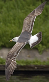 juvenile LBBG in October, ringed in Norway. (131273 bytes)