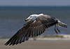 juvenile LBBG in October, ringed in Norway. (131273 bytes)