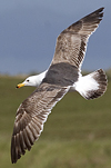 juvenile LBBG in October, ringed in Norway. (131273 bytes)