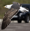 juvenile LBBG in October, ringed in Norway. (131273 bytes)