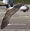 juvenile LBBG in October, ringed in Norway. (131273 bytes)
