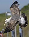 juvenile LBBG in October, ringed in Norway. (131273 bytes)
