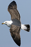 juvenile LBBG in October, ringed in Norway. (131273 bytes)