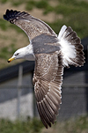 juvenile LBBG in October, ringed in Norway. (131273 bytes)