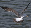 juvenile LBBG in October, ringed in Norway. (131273 bytes)