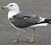 juvenile LBBG in October, ringed in Norway. (131273 bytes)