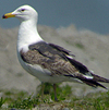1cy LBBG in winter, ringed in the Netherlands. (78594 bytes)