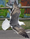 juvenile LBBG in October, ringed in Norway. (131273 bytes)