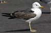 juvenile LBBG in October, ringed in Norway. (131273 bytes)
