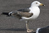 juvenile LBBG in October, ringed in Norway. (131273 bytes)