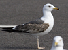 juvenile LBBG in October, ringed in Norway. (131273 bytes)