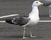 juvenile LBBG in October, ringed in Norway. (131273 bytes)