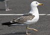 juvenile LBBG in October, ringed in Norway. (131273 bytes)