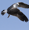 juvenile LBBG in October, ringed in Norway. (131273 bytes)