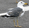 juvenile LBBG in October, ringed in Norway. (131273 bytes)