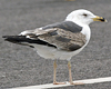 juvenile LBBG in October, ringed in Norway. (131273 bytes)