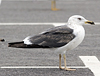 juvenile LBBG in October, ringed in Norway. (131273 bytes)