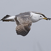 juvenile LBBG in October, ringed in Norway. (131273 bytes)