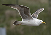juvenile LBBG in October, ringed in Norway. (131273 bytes)
