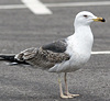 juvenile LBBG in October, ringed in Norway. (131273 bytes)