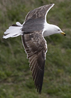 juvenile LBBG in October, ringed in Norway. (131273 bytes)