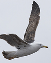 juvenile LBBG in October, ringed in Norway. (131273 bytes)