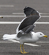 juvenile LBBG in October, ringed in Norway. (131273 bytes)