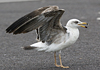 juvenile LBBG in October, ringed in Norway. (131273 bytes)
