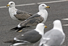 juvenile LBBG in October, ringed in Norway. (131273 bytes)