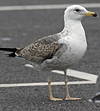 juvenile LBBG in October, ringed in Norway. (131273 bytes)