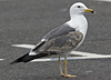 juvenile LBBG in October, ringed in Norway. (131273 bytes)