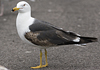 juvenile LBBG in October, ringed in Norway. (131273 bytes)