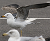 juvenile LBBG in October, ringed in Norway. (131273 bytes)