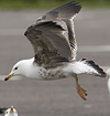juvenile LBBG in October, ringed in Norway. (131273 bytes)