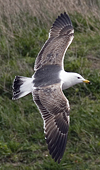 juvenile LBBG in October, ringed in Norway. (131273 bytes)