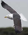 adult graellsii in May, ringed in the Netherlands. (52536 bytes)