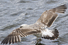 juvenile LBBG in October, ringed in Norway. (131273 bytes)