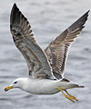 juvenile LBBG in October, ringed in Norway. (131273 bytes)