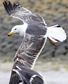 juvenile LBBG in October, ringed in Norway. (131273 bytes)