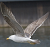 juvenile LBBG in October, ringed in Norway. (131273 bytes)