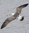 juvenile LBBG in October, ringed in Norway. (131273 bytes)