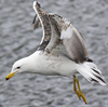 juvenile LBBG in October, ringed in Norway. (131273 bytes)