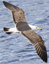 juvenile LBBG in October, ringed in Norway. (131273 bytes)